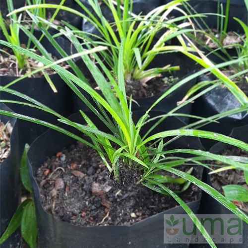 Tanaman hias kucai I ophiopogon jaburan vittatus