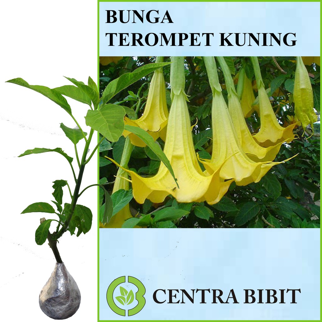 Tanaman Bunga Terompet Kuning