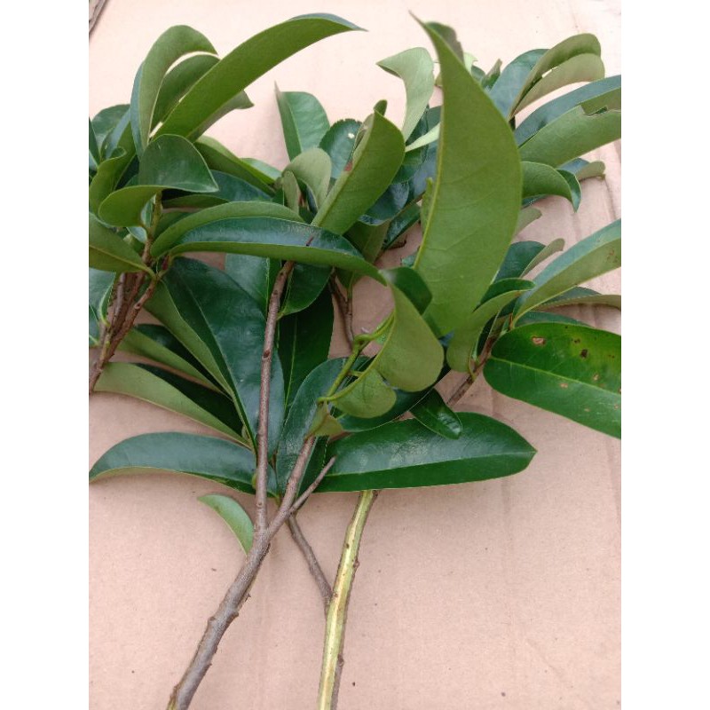 

daun sirsak segar1000grm