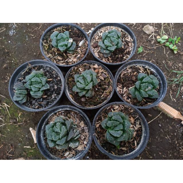 Haworthia truncata