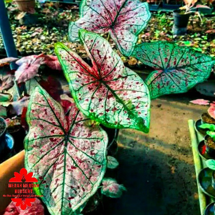 MAULIE bibit kecil caladium keladi merah merona marikago_tanaman tanaman hias kaladi