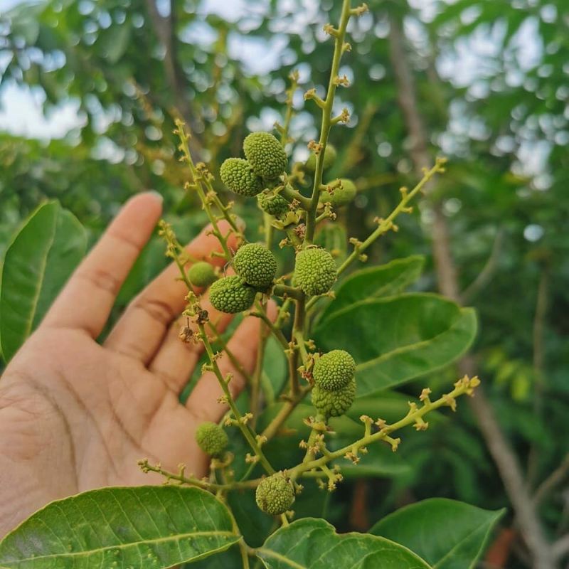 Bibit Kelengkeng Aroma Durian