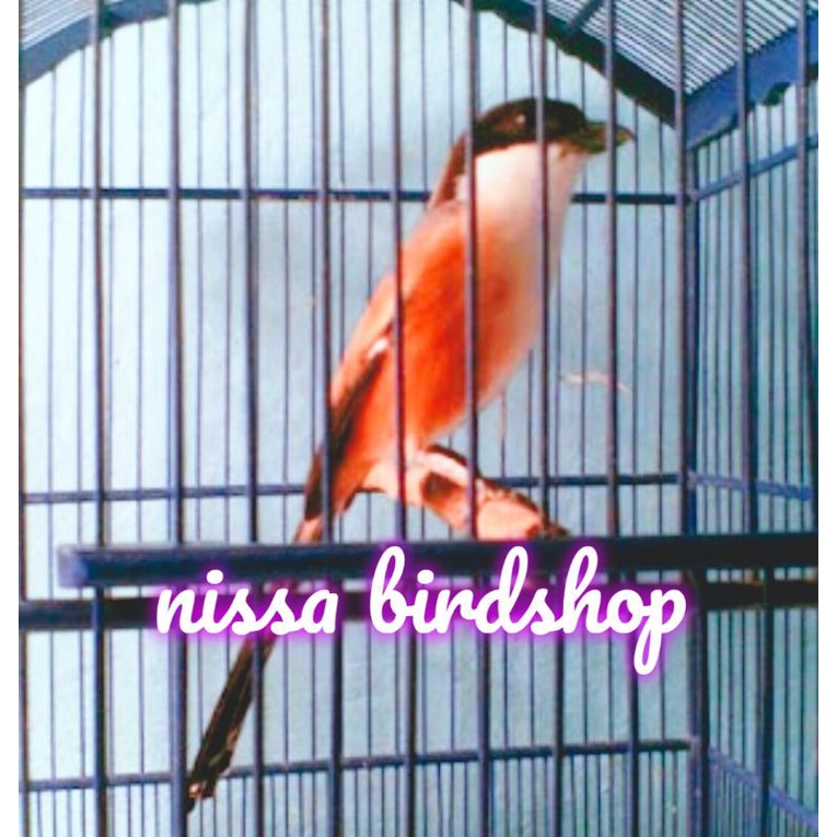 burung pentet jawa timur gacoran