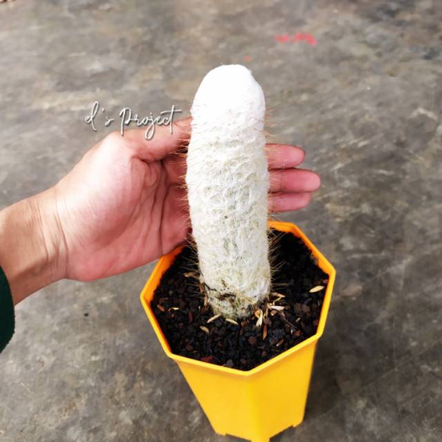 tanaman hias kaktus Espostoa lanata oldman cactus ownroot besar
