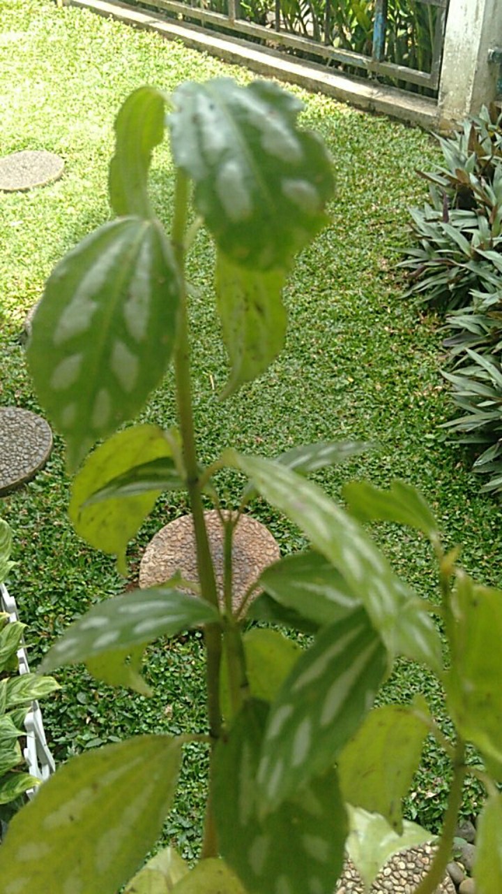 Tanaman Hias Pilea Mutiara - Piela Cardierei