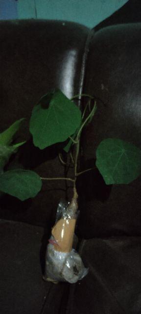 Stephania Venosa Murah! Tanaman Hias Langka