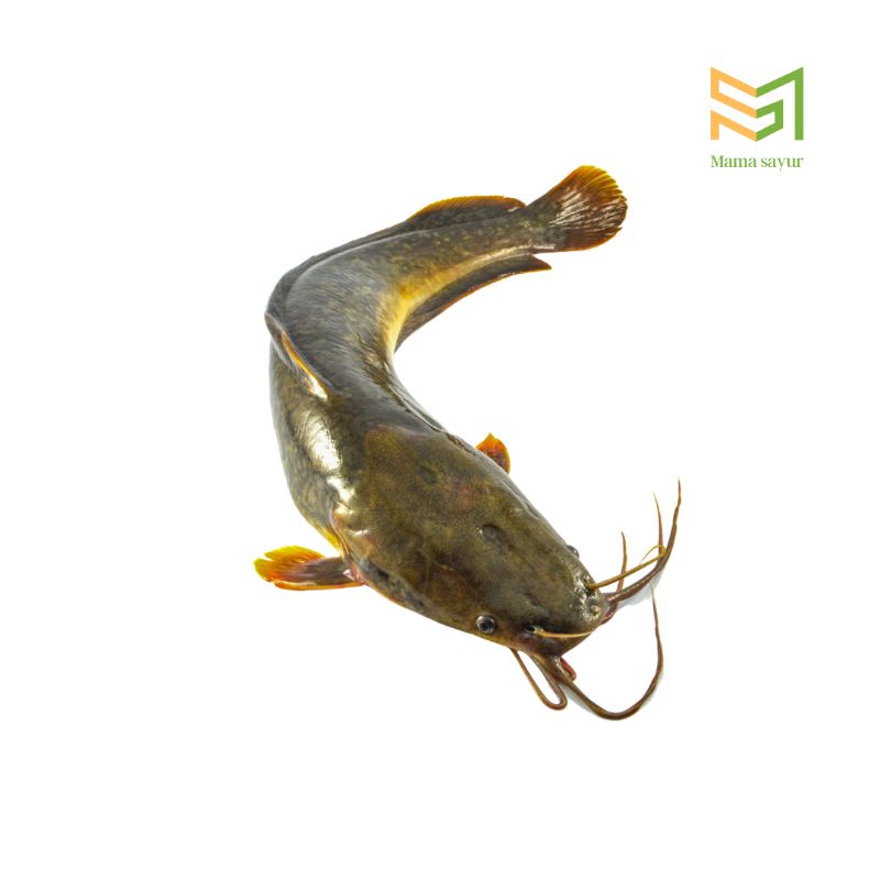 

Ikan Lele Segar Sudah Bersih Per Pack