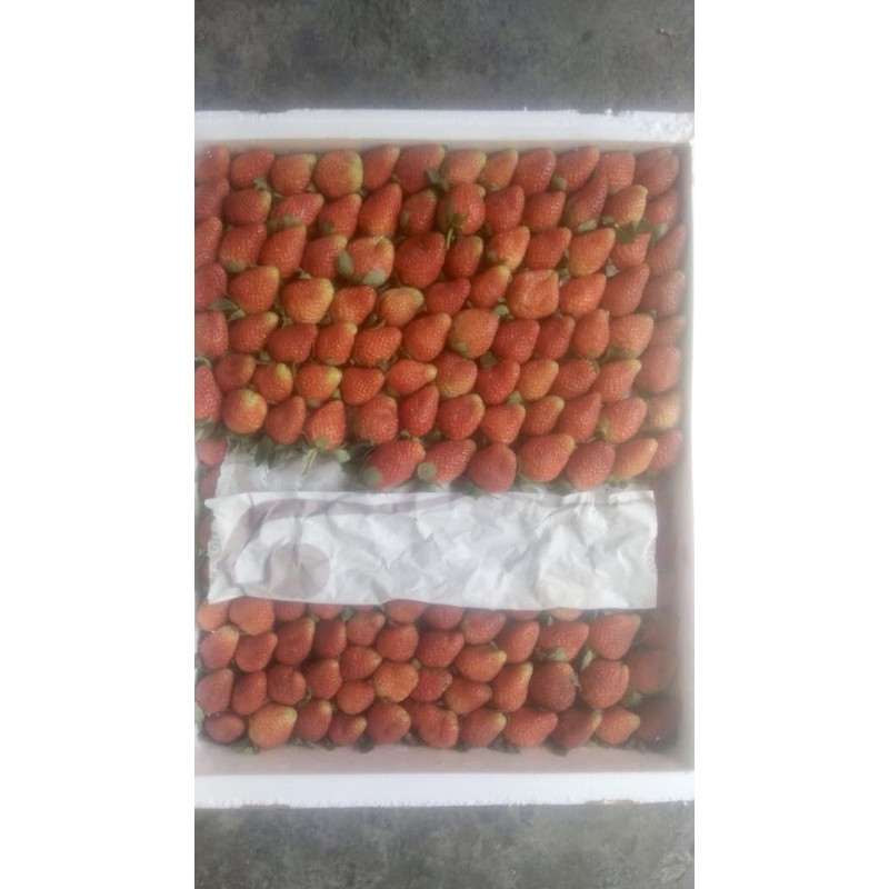 

UD Ratu Agro