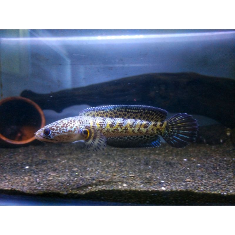 channa auranti maculata size 35± cm