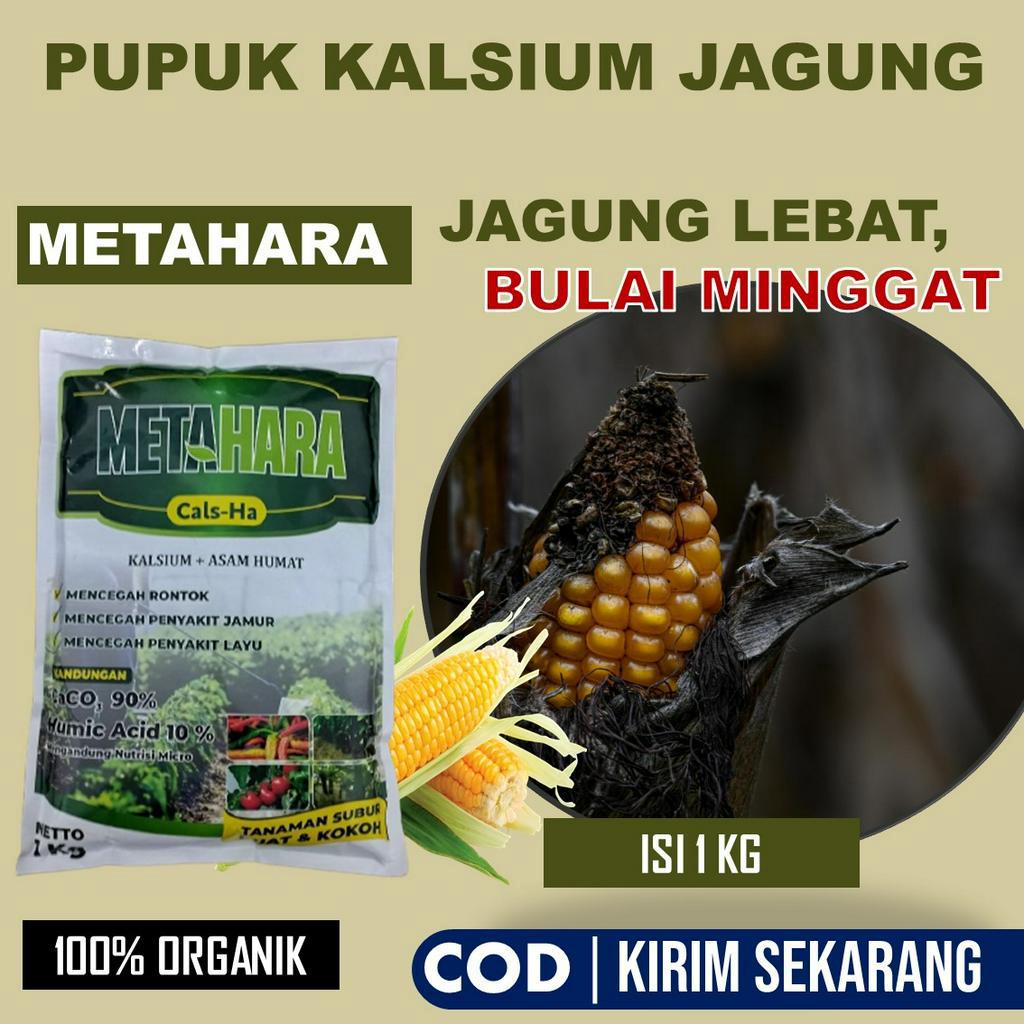 Pupuk METAHARA 1 KG Anti Bulai Buah Tanaman Jagung - Pupuk Organik Semprot Pengendali Penyakit Tungr