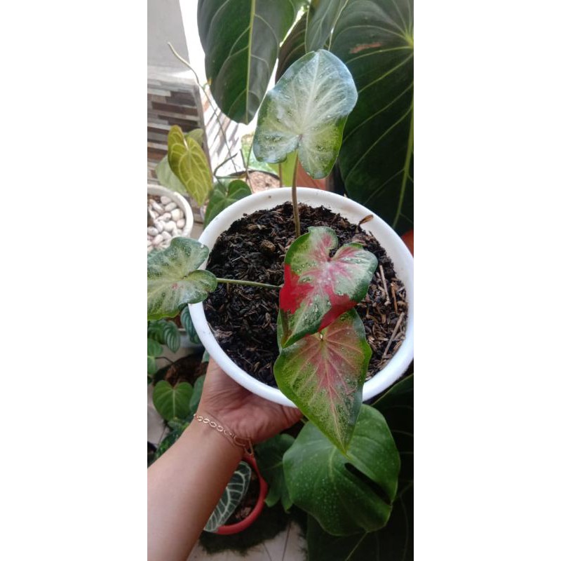 Caladium Shycool /cat tumpah