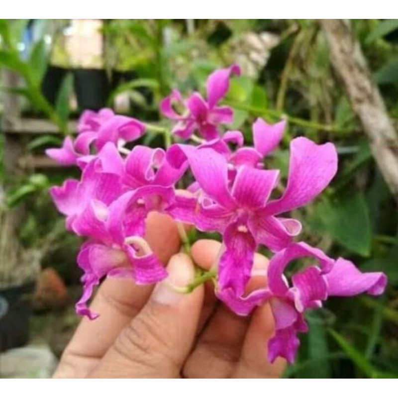 Anggrek dendrobium tual maluku