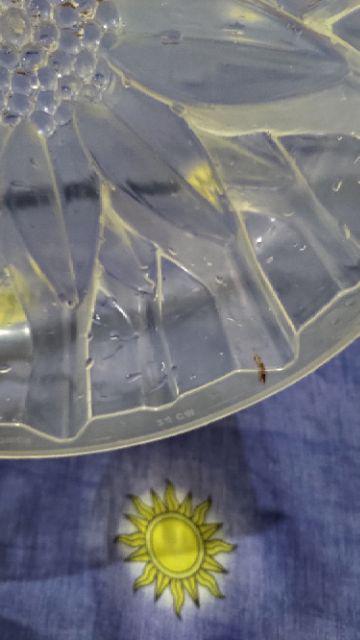 Cetakan Puding Matahari Bahan Plastik Ukuran 24cm Ya ..