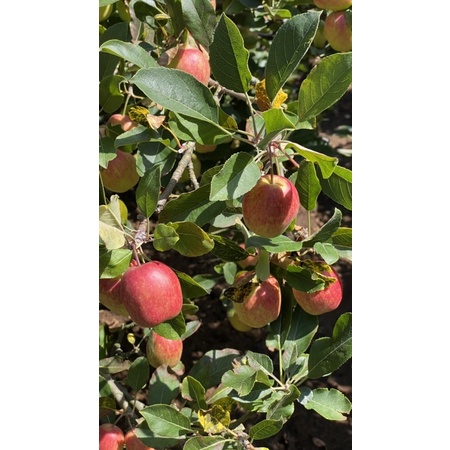 apel malang 1 kg apel Anna  fresh petik kebun