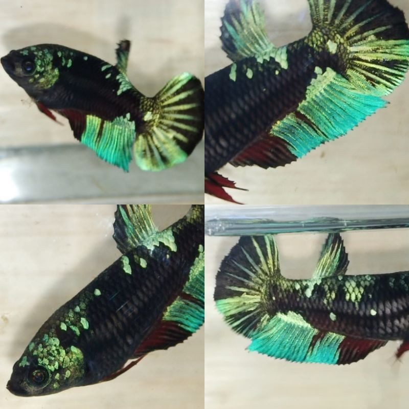 GOOD DEAL Female AVC gold