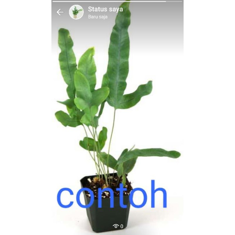 Blue star fern Tanaman hias pakis Bintang biru