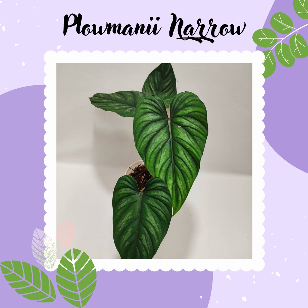 Tanaman Koleksi Philodendron Philo Plow  Manii Narrow Tanaman Hias Philodendron Plowmanii Narrow
