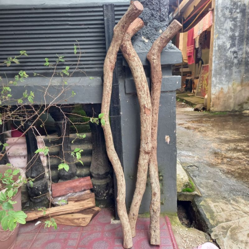 Bahan tongkat  kayu stigi bahan tongkat setigi laut bahan togkat kayu setigi