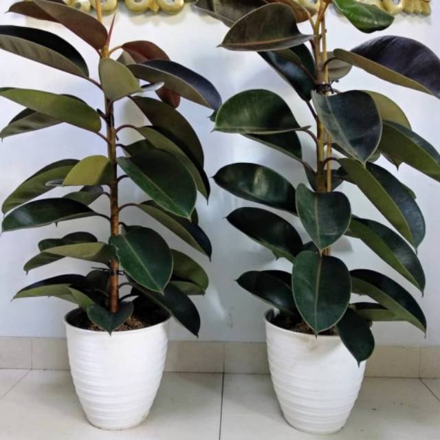 Tanaman hias karet kebo - tanaman karet kebo