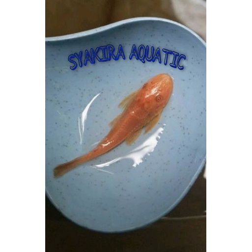 IKAN SAPU-SAPU ALBINO