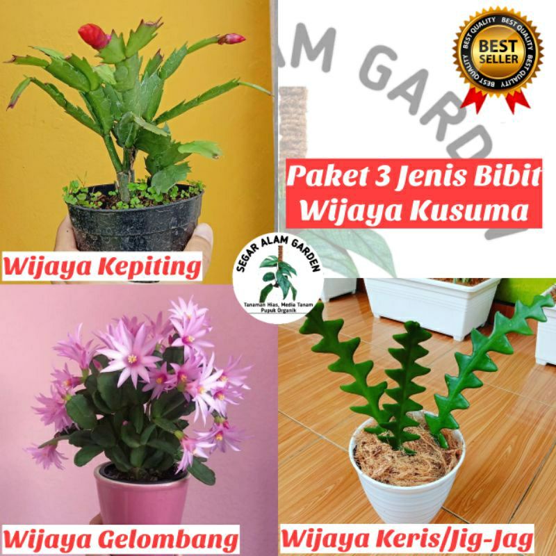 PROMO PAKET HEMAT 3 JENIS BIBIT BUNGA WIJAYA KUSUMA BONUS 1 BIBIT WIJAYA KUSUMA