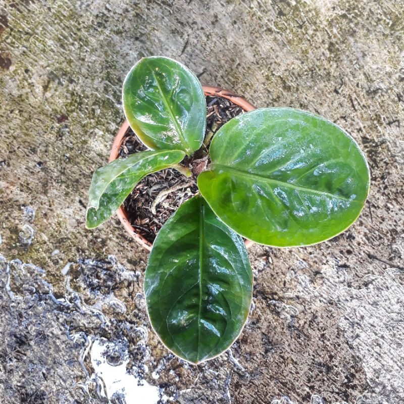 jemani Mangkok Tengkorak