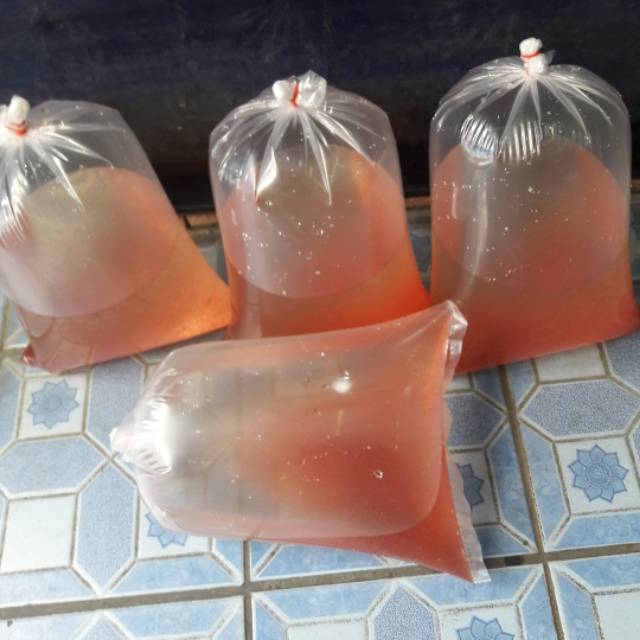 Kutu air / kutir segar