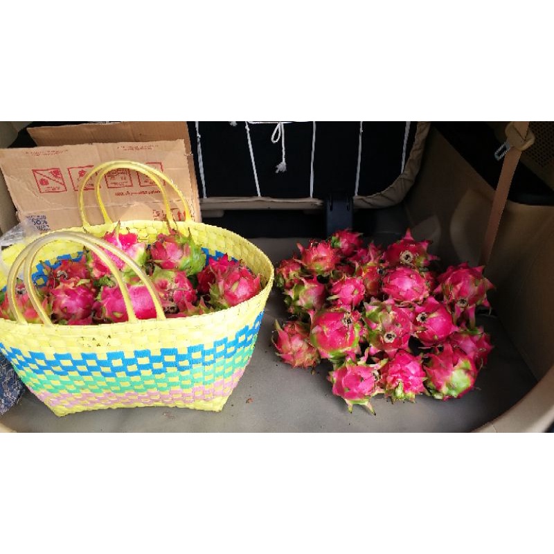 

Buah Naga Dragon fruit