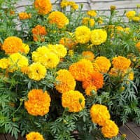 Benih Bibit Biji - Bunga Marigold (African) Crackerjack Mixed Flower Seeds - IMPORT