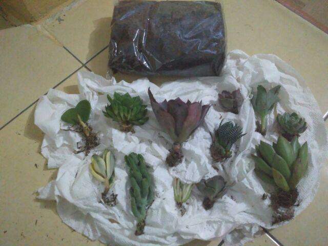 Media Tanam Kaktus/sukulen