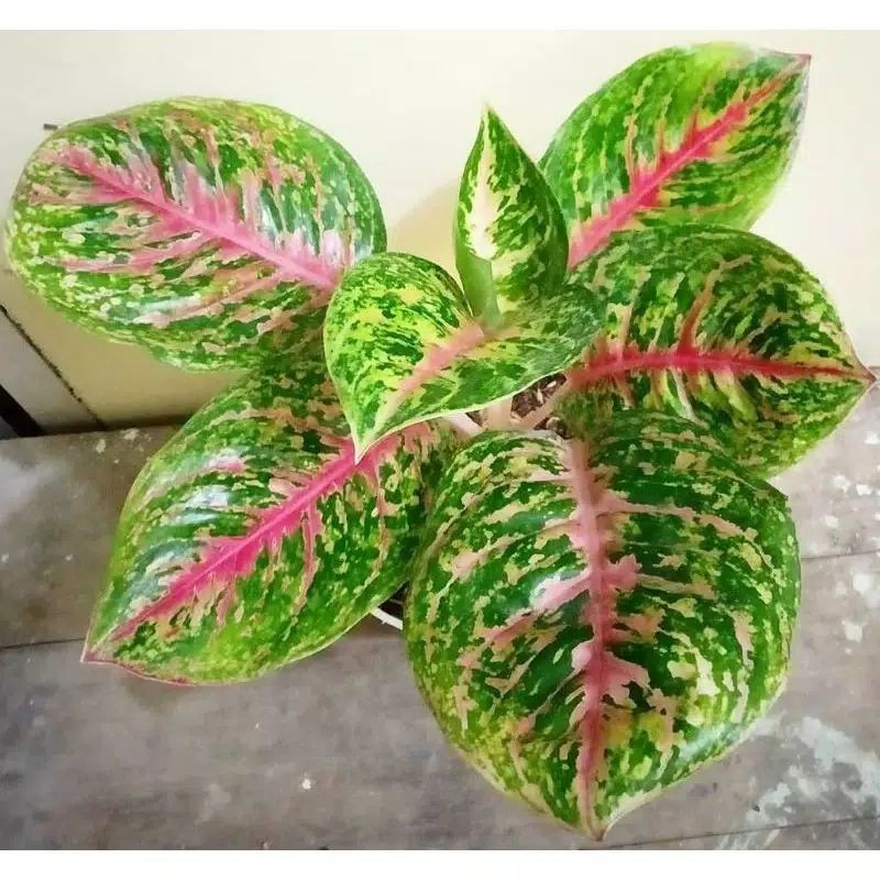 bunga aglonema big papa anakan daun 3-4