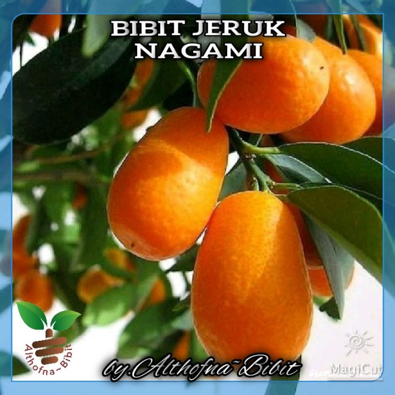 BIBIT BUAH JERUK NAGAMI asli.. bibit OKULASI cepat berbuah terlaris