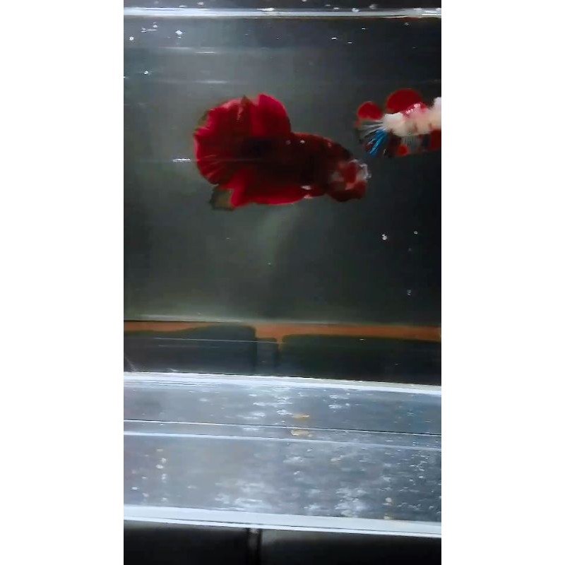 Ikan Cupang Red Koi Multi