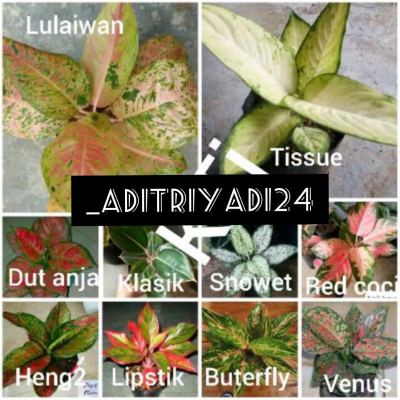 10 jenis tanaman hias aglonema 1 paket