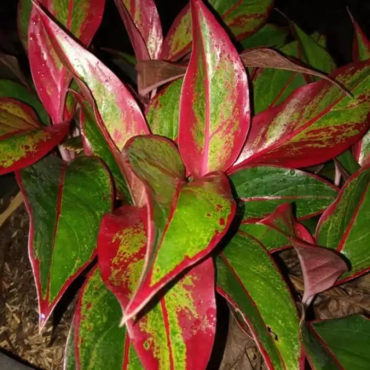 tanaman hias aglonema lipstik / tanaman hias aglonema merah / lipstik