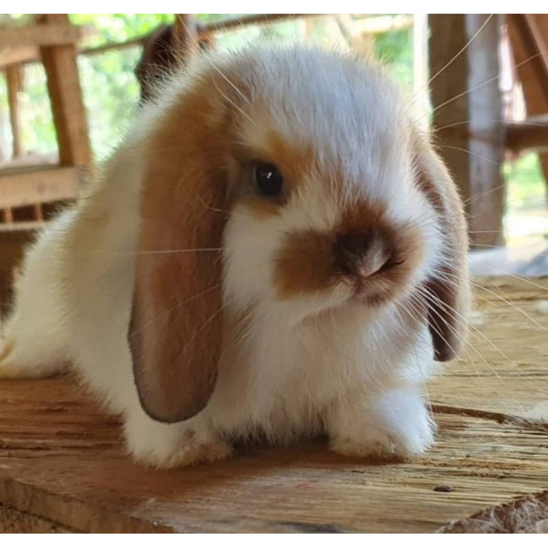 Kelinci Hias Holland Lop Junior - 2 Bulan