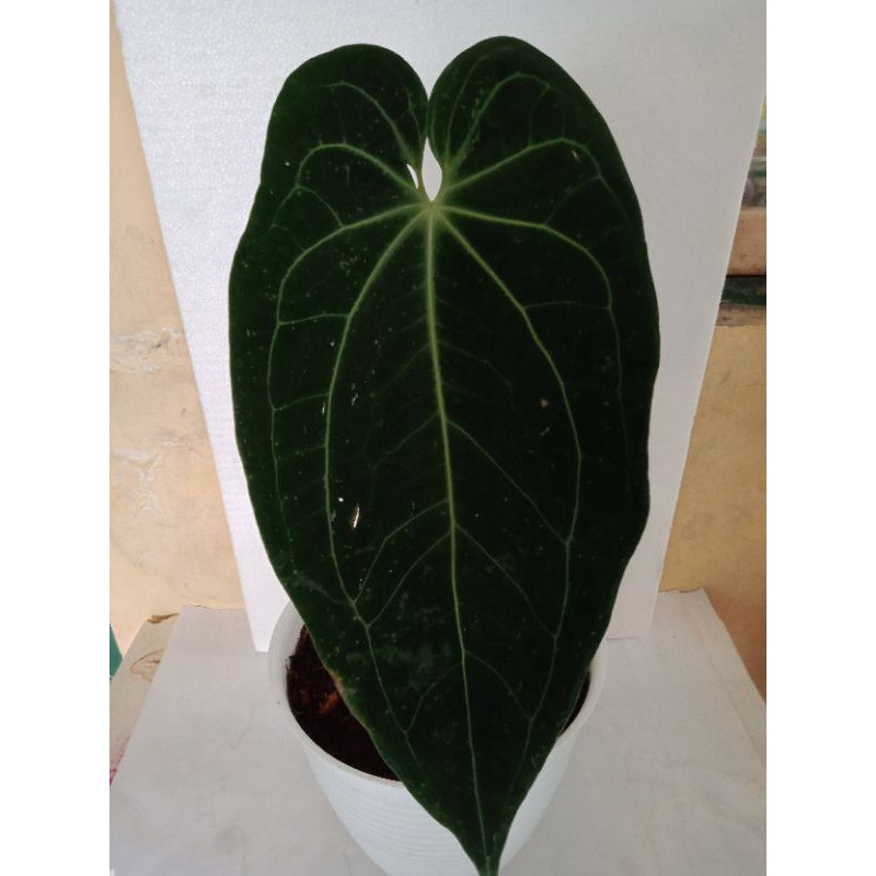 Tanaman Hias Anthurium Kuping Gajah RAVEN'S HEART/DARK PHOENIX Daun 3 hitam Gelap (Black Velvet)