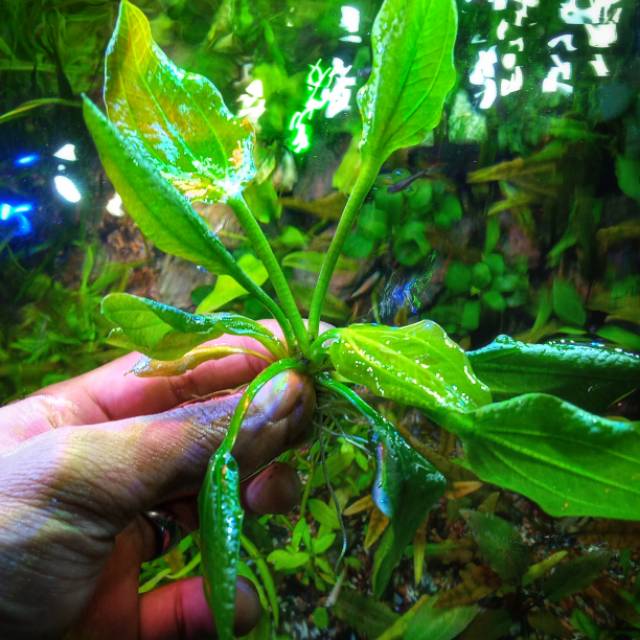 Tanaman Aquascape Iguazu Hybrid