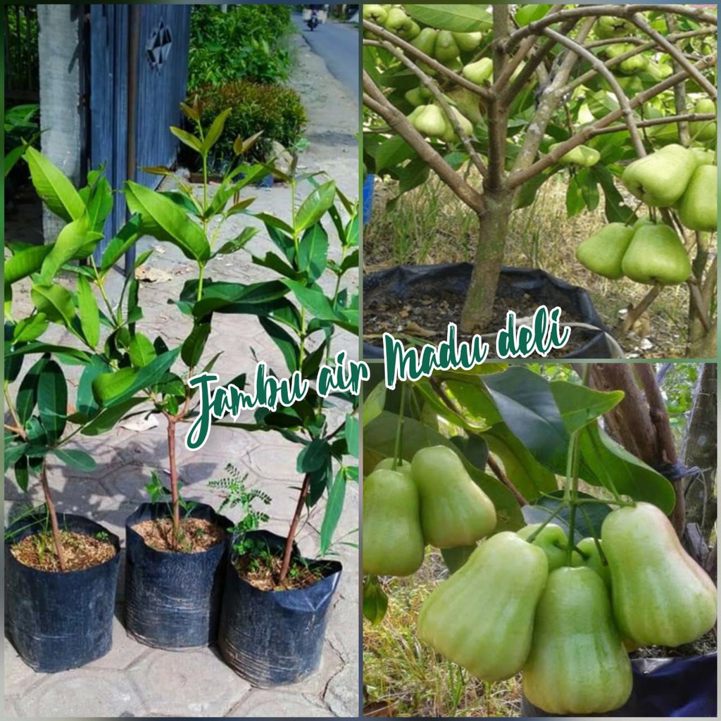 bibit jambu air  madu deli