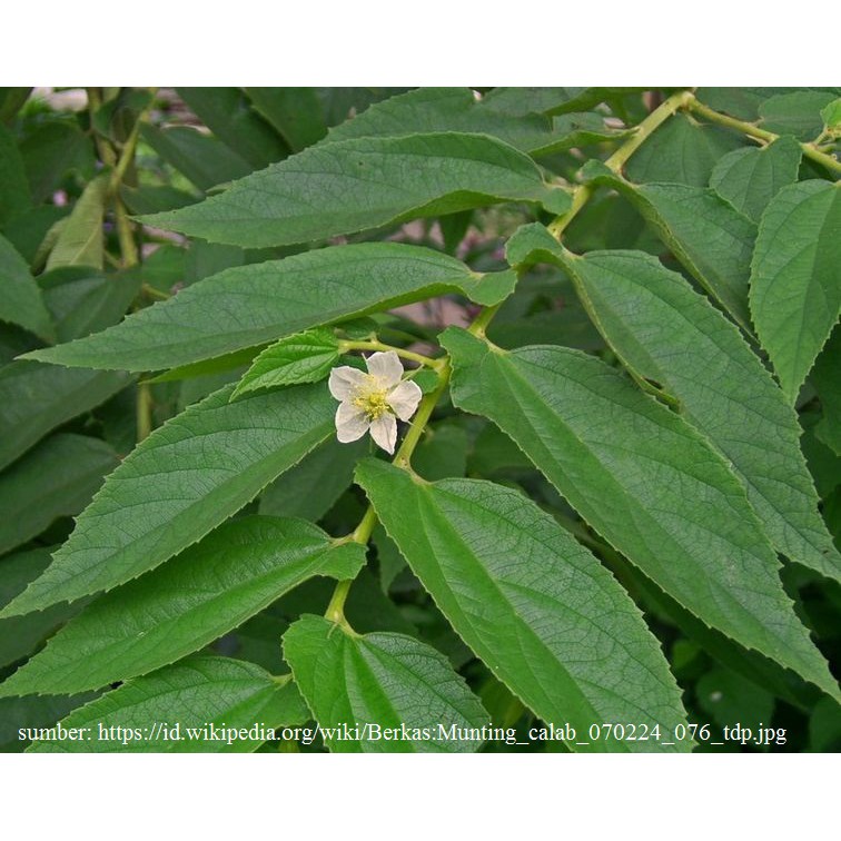 Daun Kersen Segar | Talok Ceri 1 kg