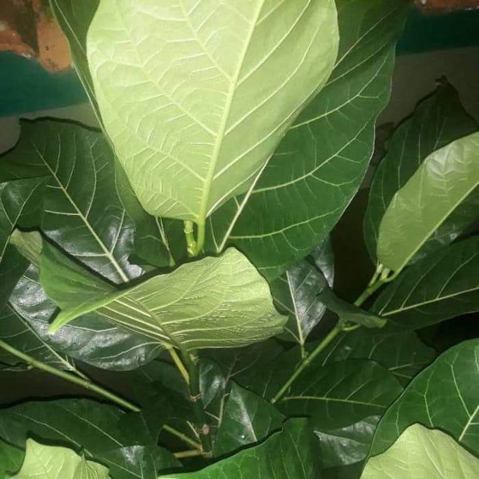 

TERBARU Paket 1 Kg Daun Awar Awar Segar Murah TERLARIS