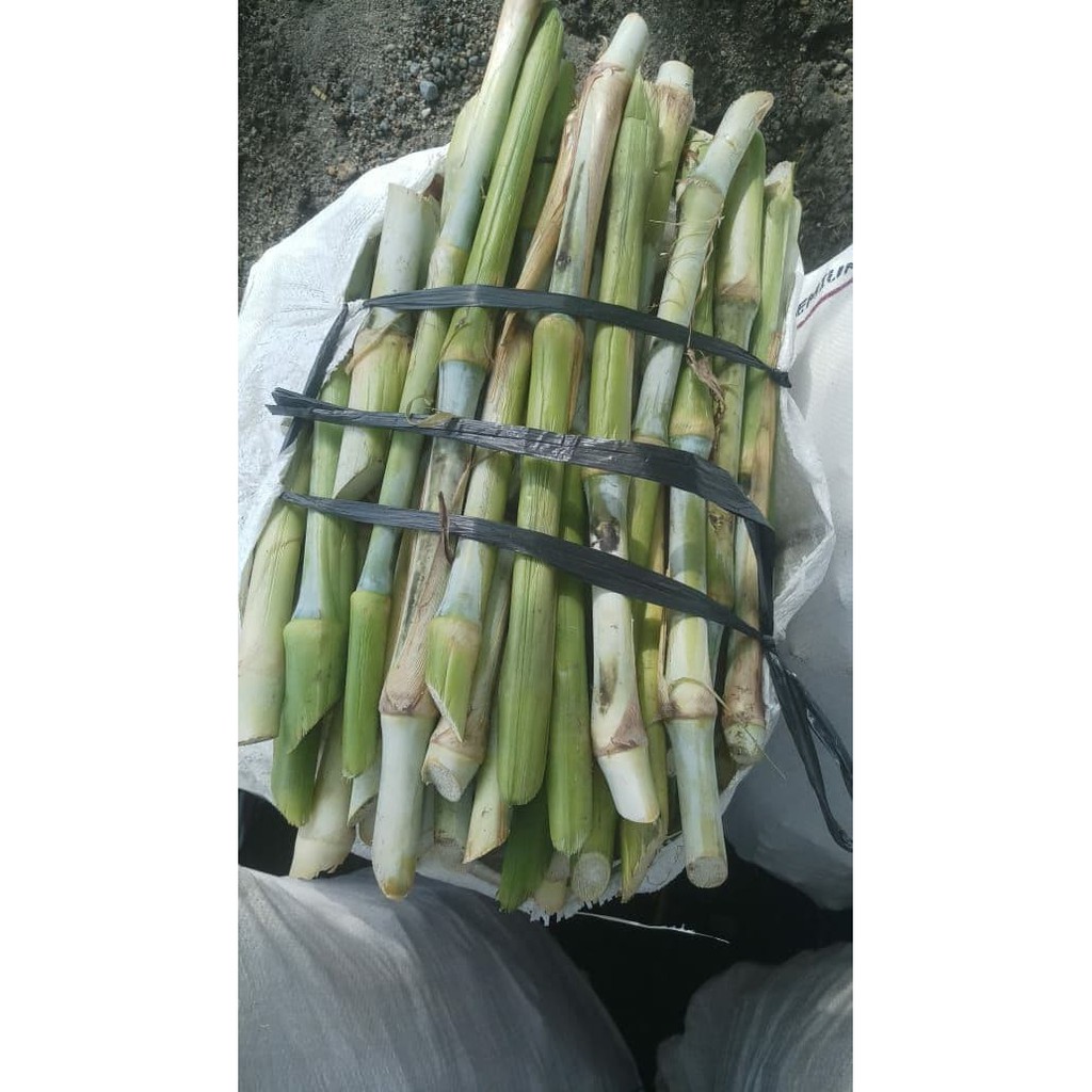 Benih Bibit Tanaman Rumput Pakcong Pakchong Per Batang-1