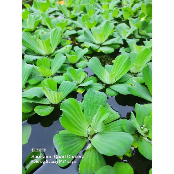 Apu apu / tanaman air apu-apu