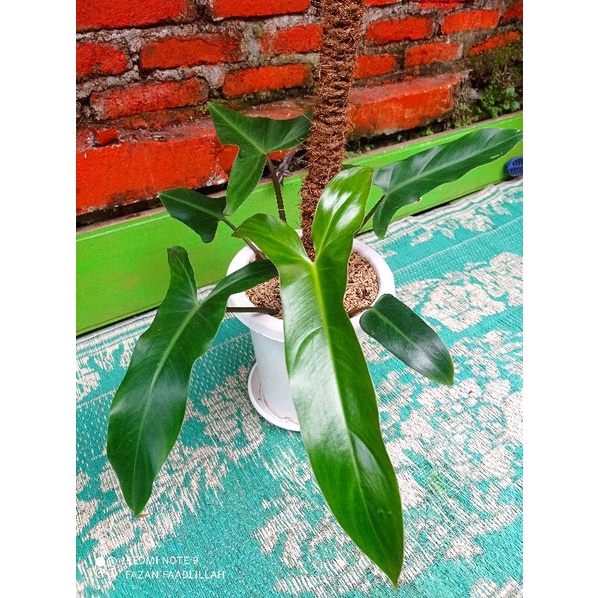 Philodendron mexicanum