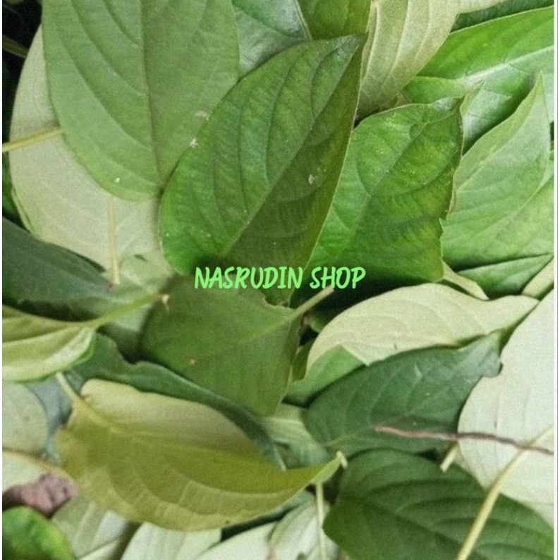 

DAUN SIMBUKAN 50 LEMBAR SEGAR | PAEDERIA FOETIDA DAUN KENTUT | DAUN KI PUAK LANGSUNG PETIK | DAUN SEMBUKAN