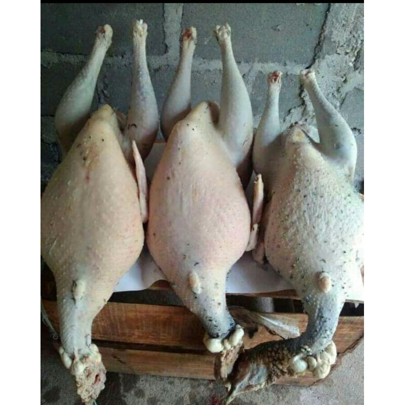 

DAGING KALKUN FRESH PETERNAK BB -+ 3KG