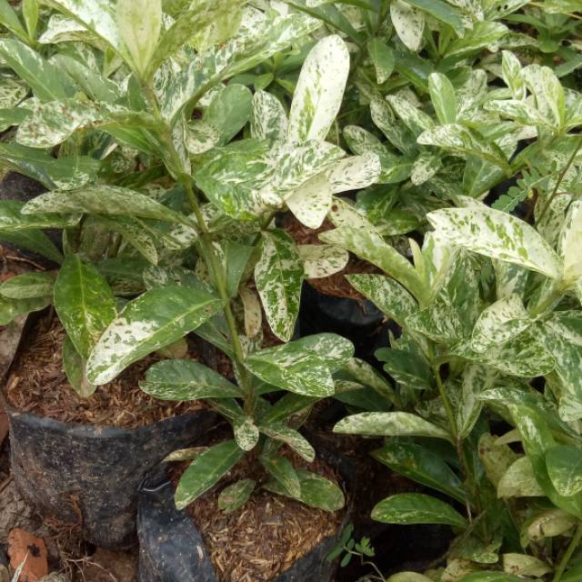 tanaman asoka variegata, pohon soka variegata