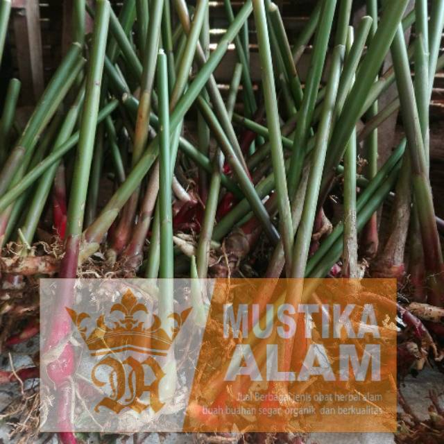 Bibit tanaman  kapulaga 1kg pohon kapol merah jawa kualitas super siap tanam