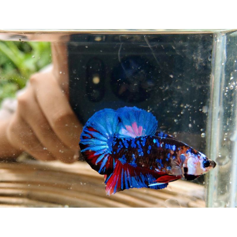 Cupang Avatar/Black Star Galaxy