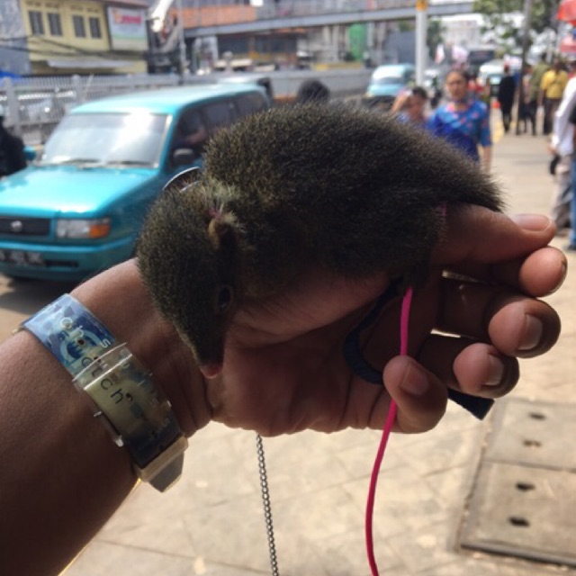 Bajing kekes tupai buah